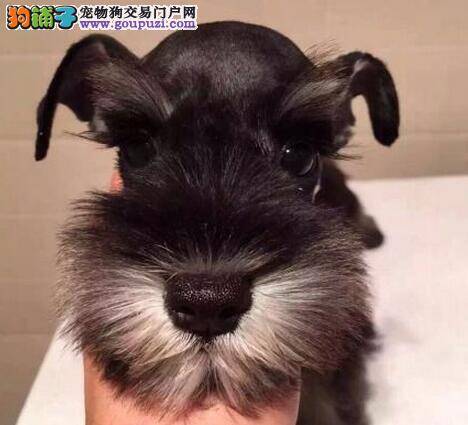 雪纳瑞是对主人有保护欲的狗狗吗