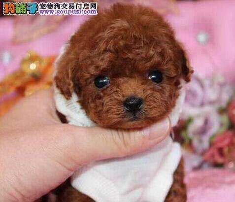 科学饮食法 给泰迪犬安排饮食要合理