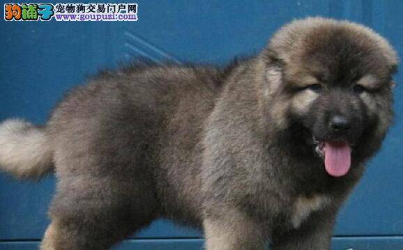 面对高加索犬的偏食行为应该如何阻止