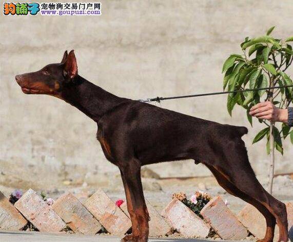 营养对成长期的杜宾犬有着极大的益处