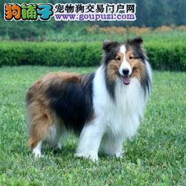 喜乐蒂犬毛发很干燥吃些什么食物可以美毛呢