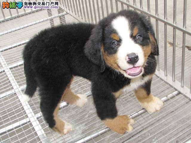 狗狗健康前提 伯恩山犬怎么梳理更健康