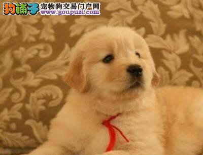 饲主必备之如何消灭金毛犬的敌人——螨虫