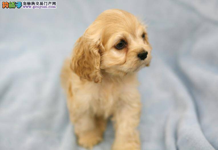 可卡犬运动后呕吐、没有食欲怎么办