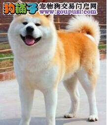 怎样给秋田犬选择冠能狗粮呢