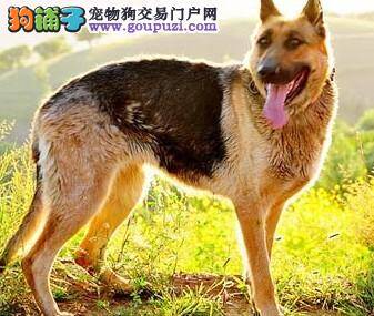 了解德国牧羊犬前来、随行训练的方式方法