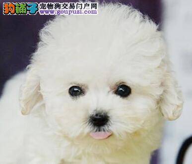 理清泰迪犬喜欢胡乱咬东西的原因