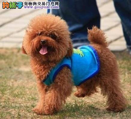 哪些状况会影响贵宾犬的愉快心情