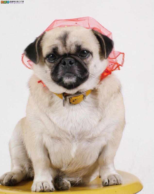 巴哥犬得了严重的皮肤病求医治方法