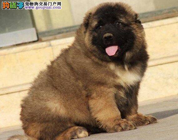 怎样选择合适训练的高加索犬