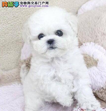 为什么比熊犬会出现流产的现象以及防治方法