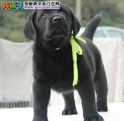 狗狗健康大问题之拉布拉多犬肥胖应怎样解决