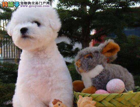 训练比熊犬按地点排泄很关键