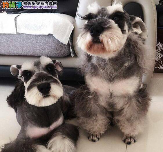 雪纳瑞步入成犬期的饲养方法有哪些
