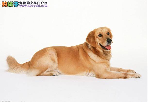 给金毛犬幼犬提供充足营养的正确观念