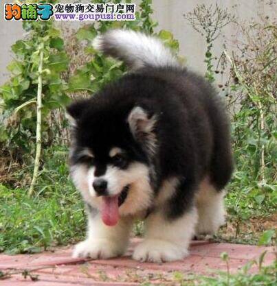 阿拉斯加犬呕吐白色透明粘稠物怎么回事儿