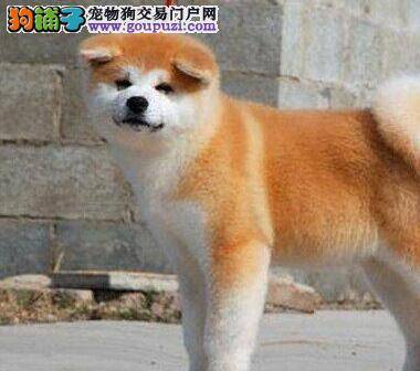训犬专家告诉你如何训练年幼的秋田犬