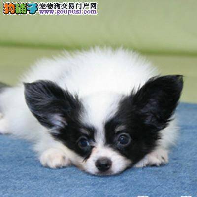 护理常识 如何让蝴蝶犬的毛发柔顺和光亮