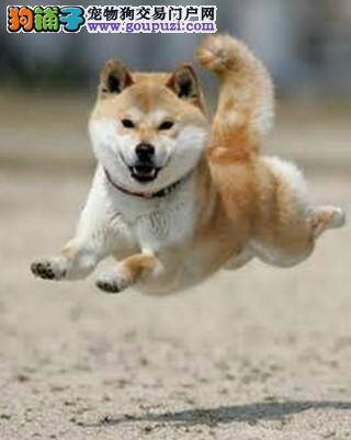 夏季带秋田犬乘车出行要注意的几个事项