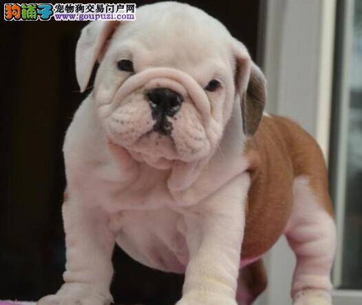 斗牛犬不同疾病的不同喂食方法