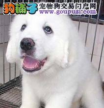 饲养大白熊犬应该特别注意的两个要点