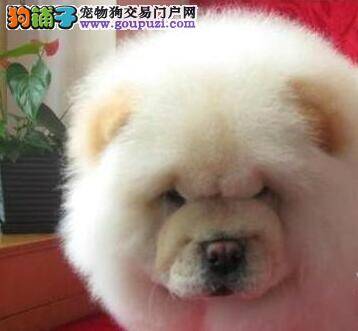 松狮犬适应不了新的环境怎么办