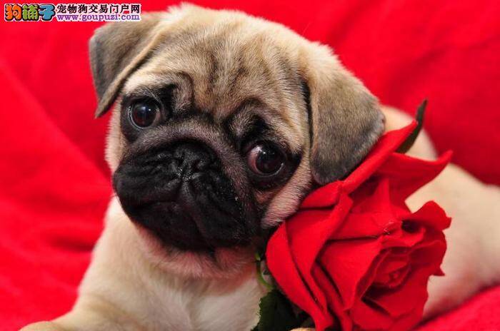 喂养巴哥犬需要格外注意哪些事情