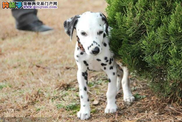 斑点狗狗突然没精神会不会是瘟疫啊