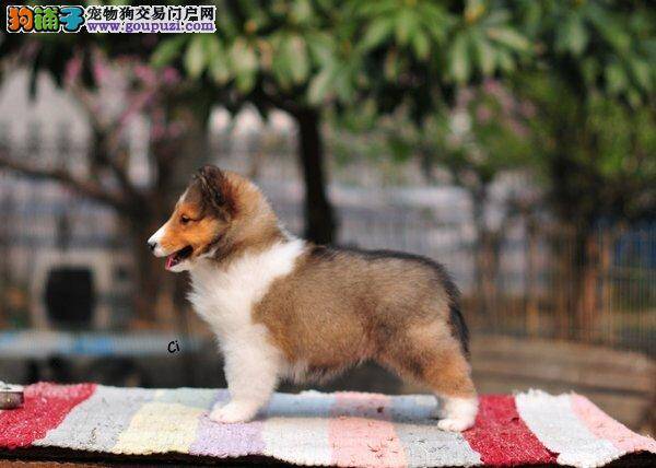 喜乐蒂犬拒食训练的基本方法