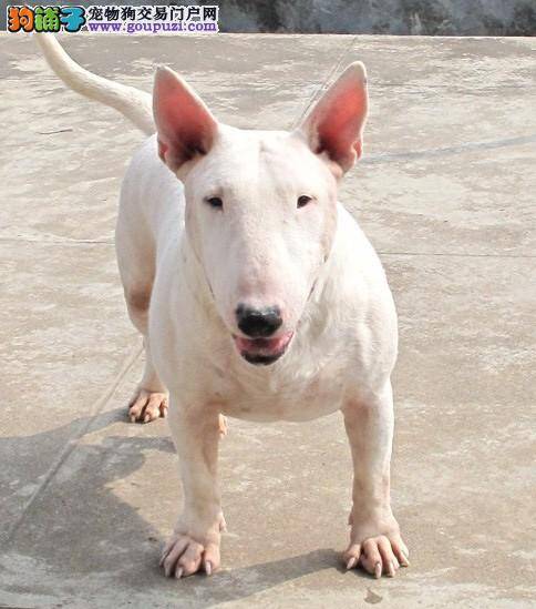 牛头梗幼犬随地乱拉乱尿怎么训练好