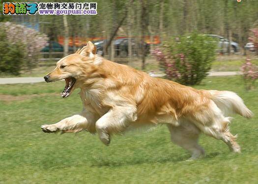 预防金毛犬生病的措施都有哪些方面