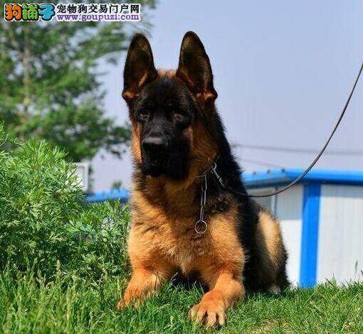 德国牧羊犬的毛发被剃光之后会患上什么疾病