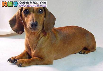 日常生活中应该如何护理年幼的腊肠犬