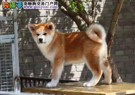 秋田犬眼睛出现不同眼屎的治疗小方法