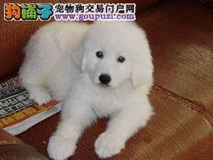 可爱小精灵 大白熊犬的照顾方法小常识