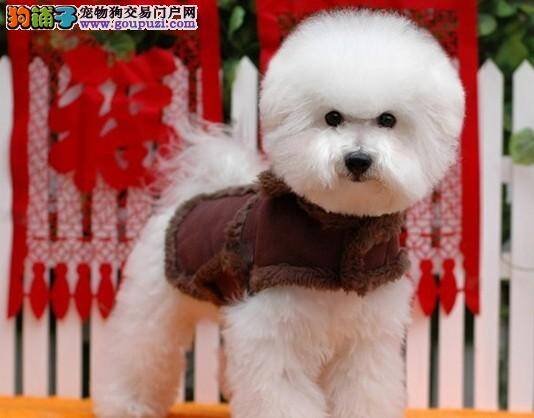 为什么比熊犬会经常出现摇头的现象
