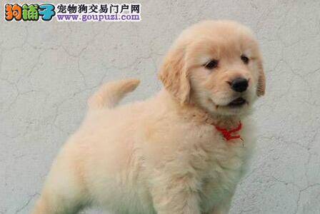 80天金毛犬应该吃多少狗粮