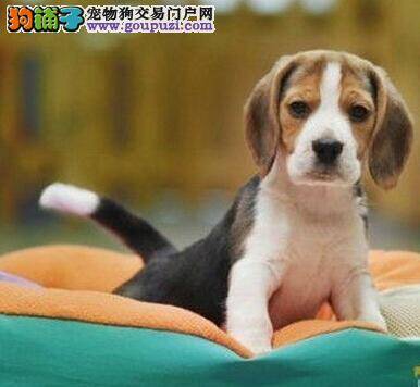 我家的比格犬睡觉磨牙还总是蹬腿正常吗
