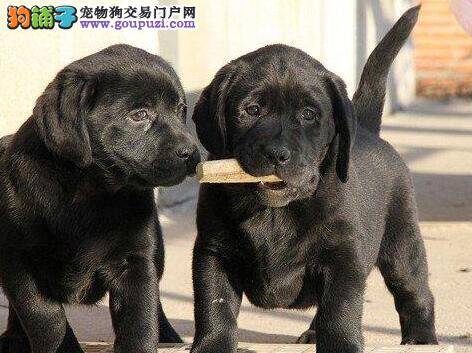 给拉布拉多犬吃糖果等食物很危险