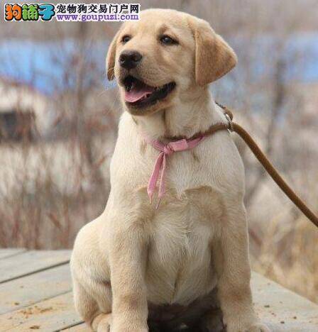 拉布拉多犬今天拉肚子而且呕吐 救命