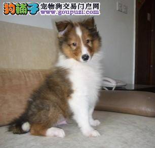 给苏格兰牧羊犬吃狗粮有哪些方法