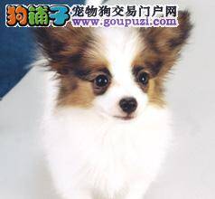 怎样改善蝴蝶犬不听话喜欢发脾气