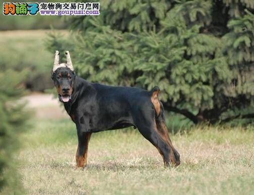 杜宾犬容易饲养吗，挑食吗？