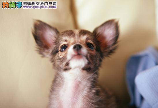 吉娃娃为什么会出现啃墙的奇怪现象