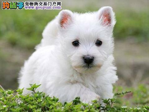 西高地犬最佳训练时期：出生2个月以后