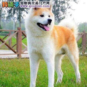 怎样让秋田犬成为礼貌小天使—学会握手