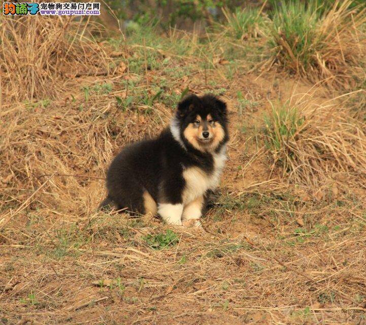 喜乐蒂犬手术后舔伤口有问题吗