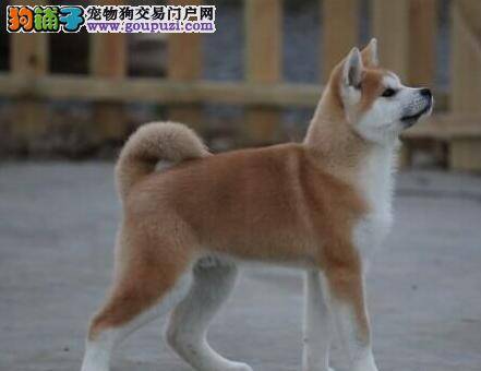 秋田犬放屁特别臭这是什么原因