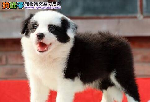 边境牧羊犬也可以像人类那样吹空调吗