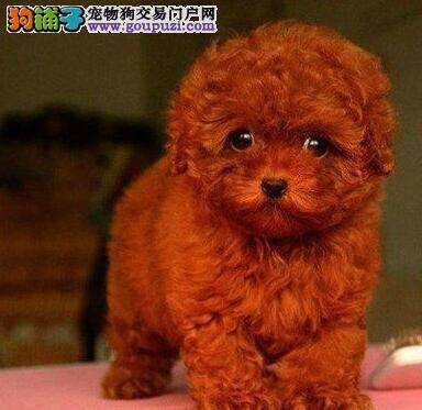 饲养泰迪犬需要受哪些罪